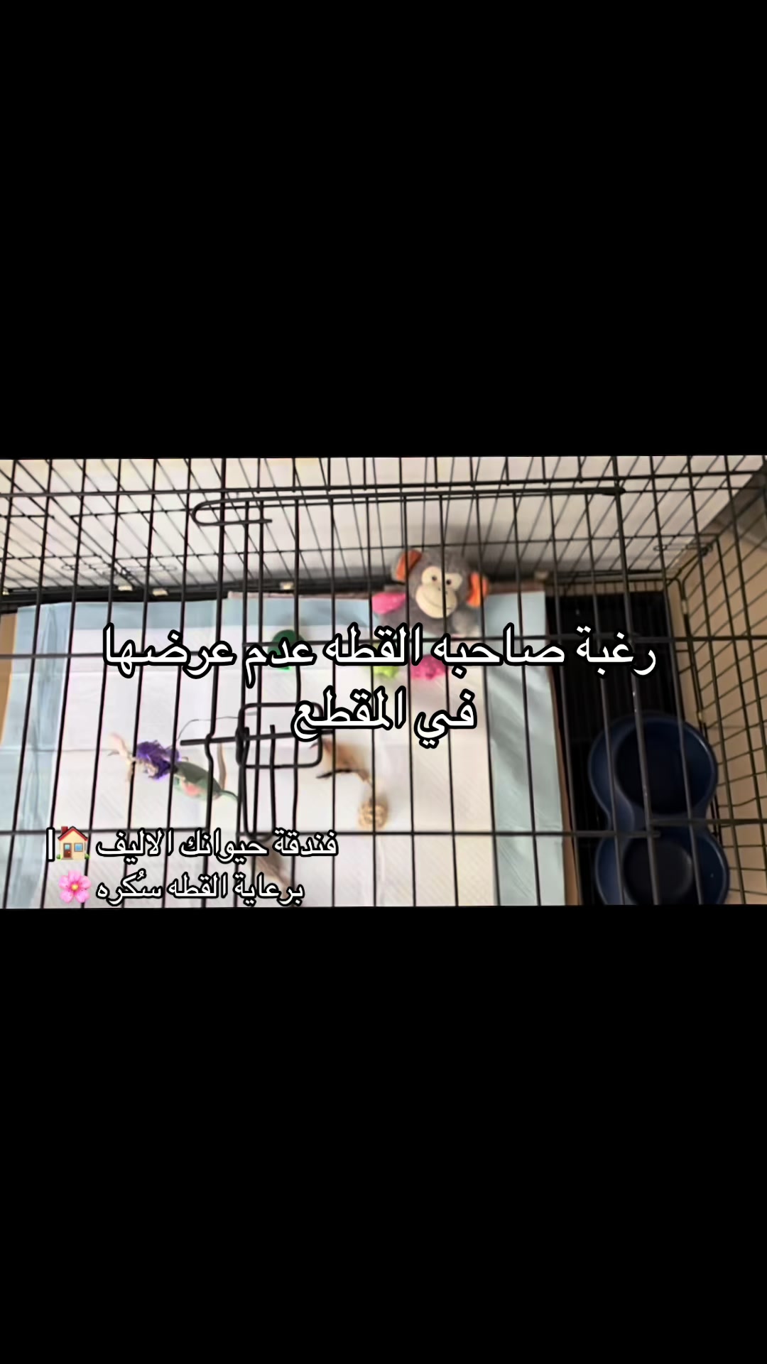 @فندقة وادي الدواسر | طيور وقطط