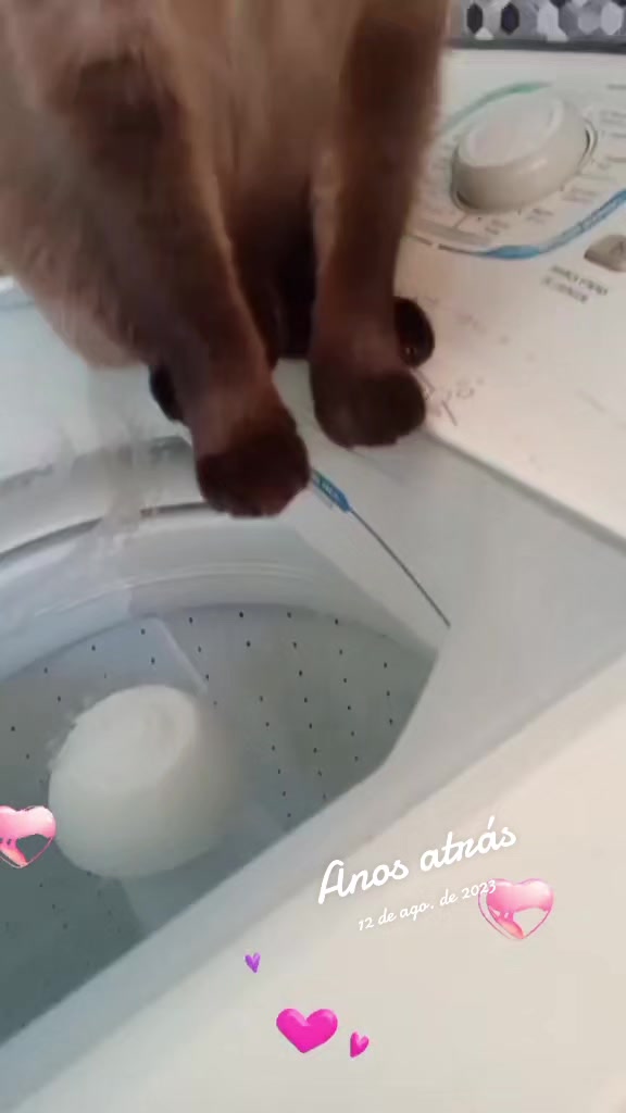 @O GATO ZEZÉ