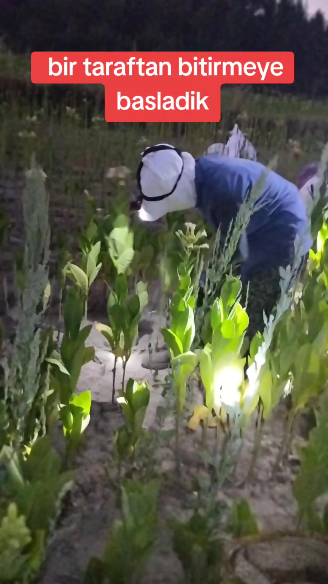 @☺️Farmasi Cemile damgacı🐟