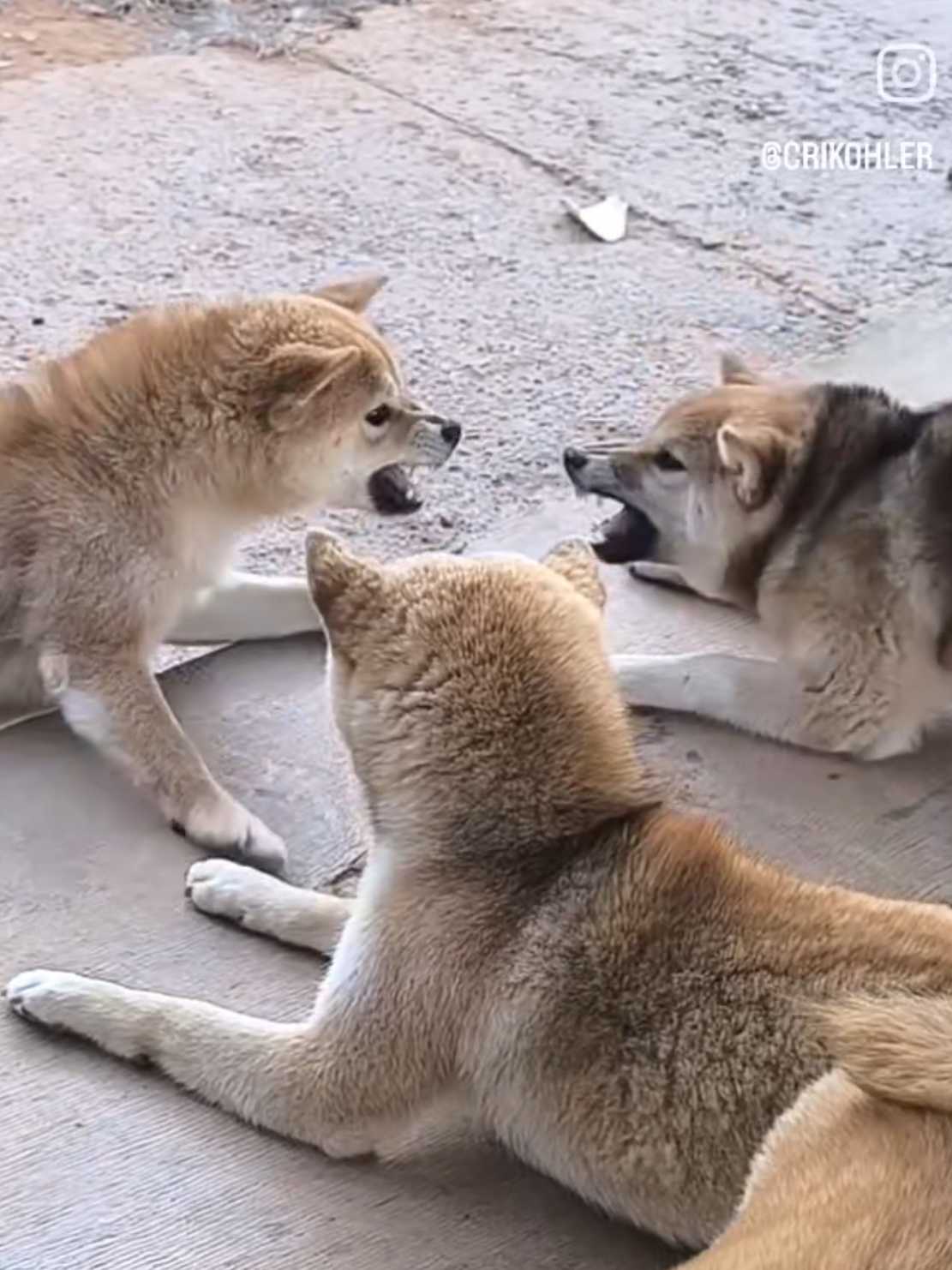 @Demona's Hellhounds Kennel