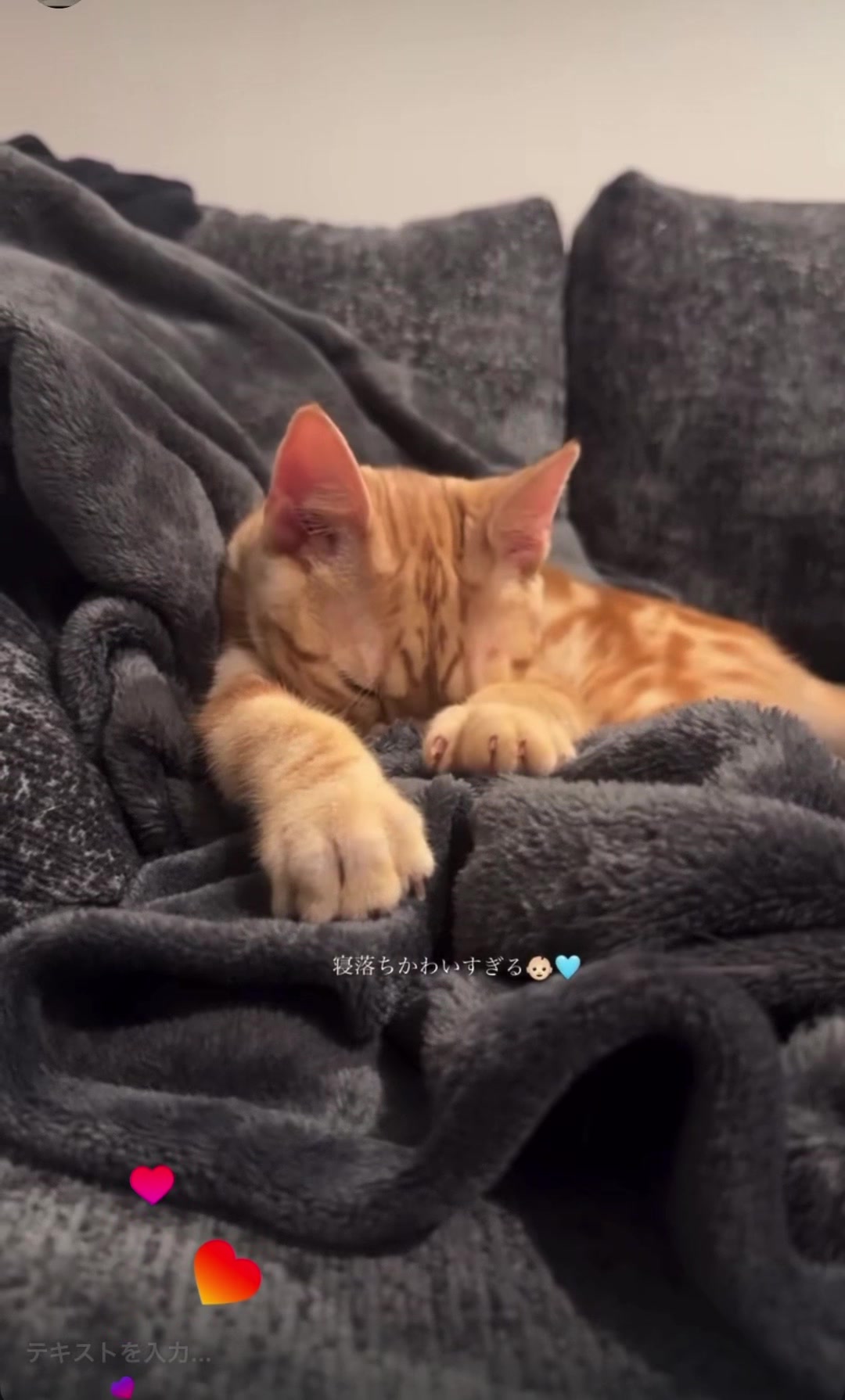 @Chiruru🐈🐈&zwj;⬛