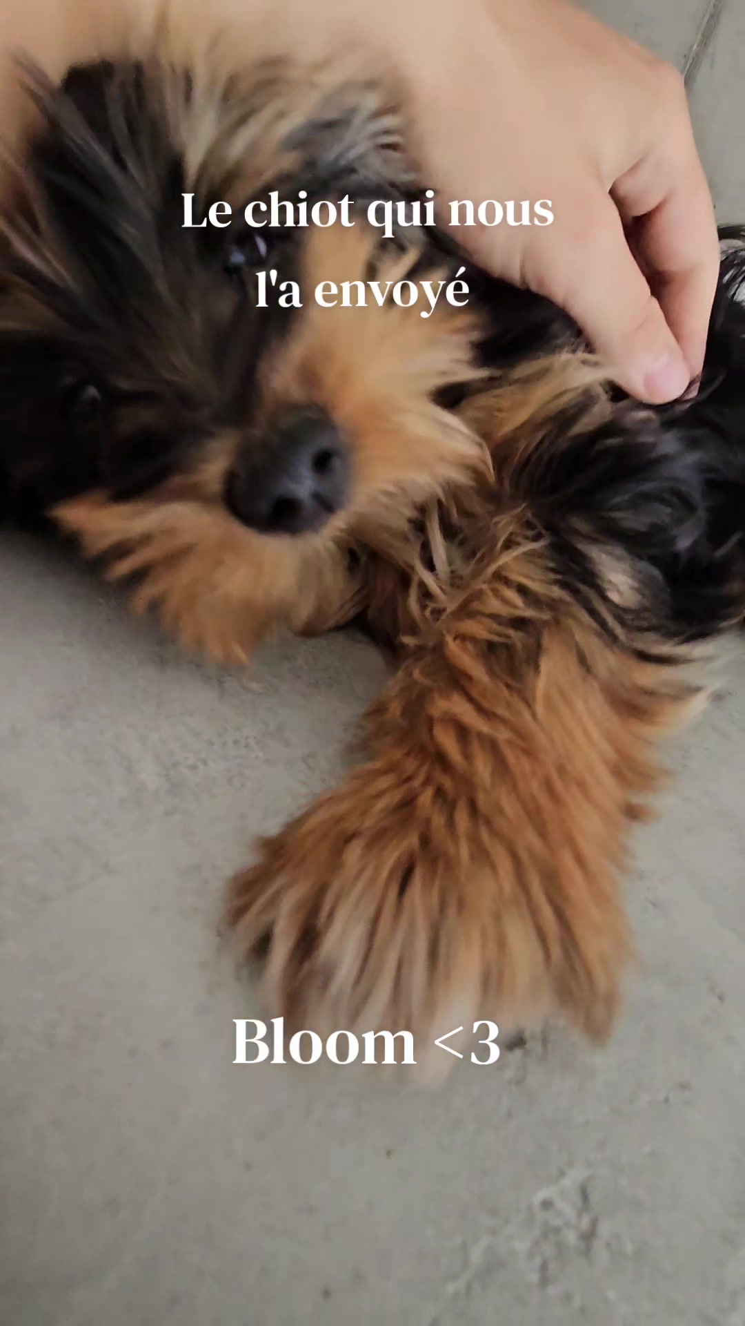@Ptit Veto 🐶🩺