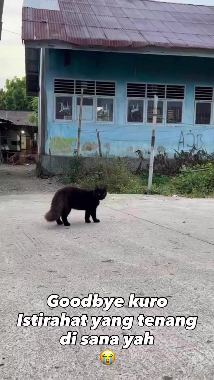 @KURO si kucing hitam ๐โฌ