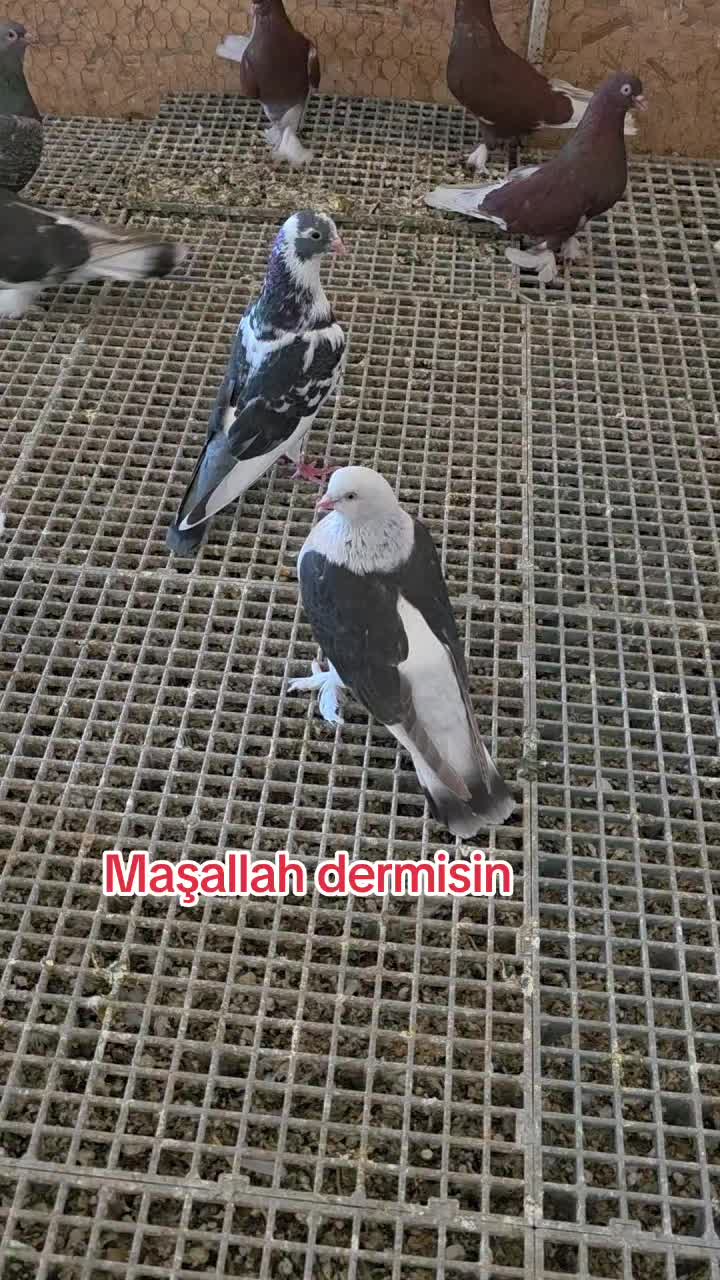 @Mahsum Kutluay