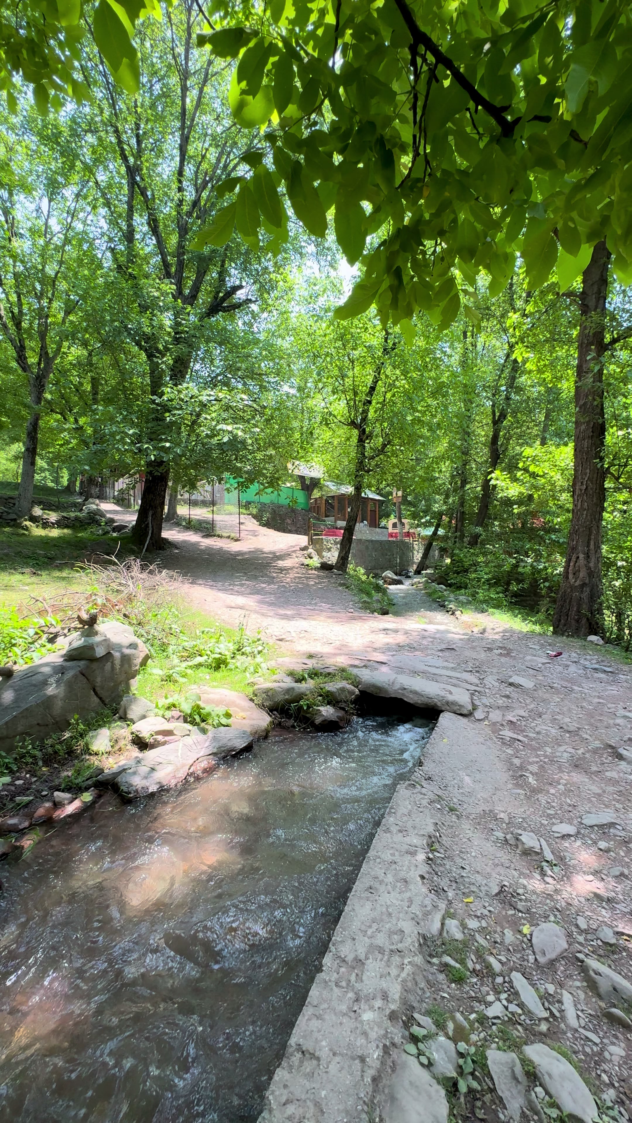 @Shogran Vibes
