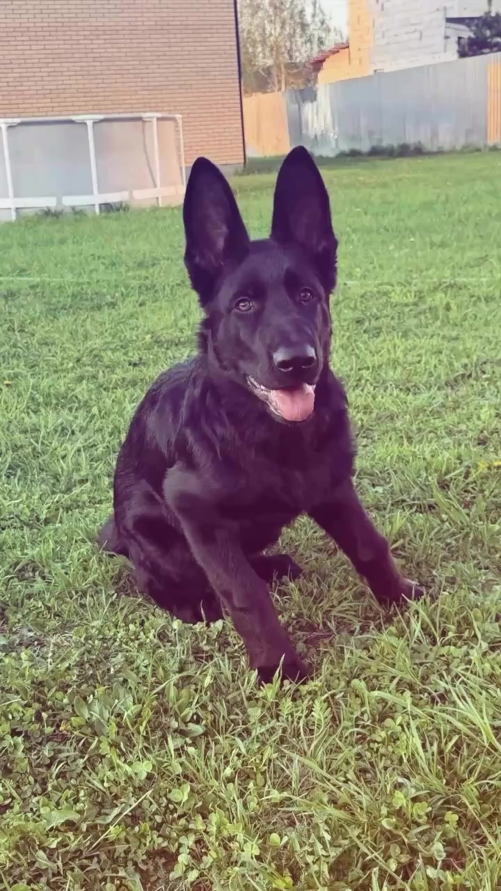 @Щеночки немецкой овчарки)))🐶