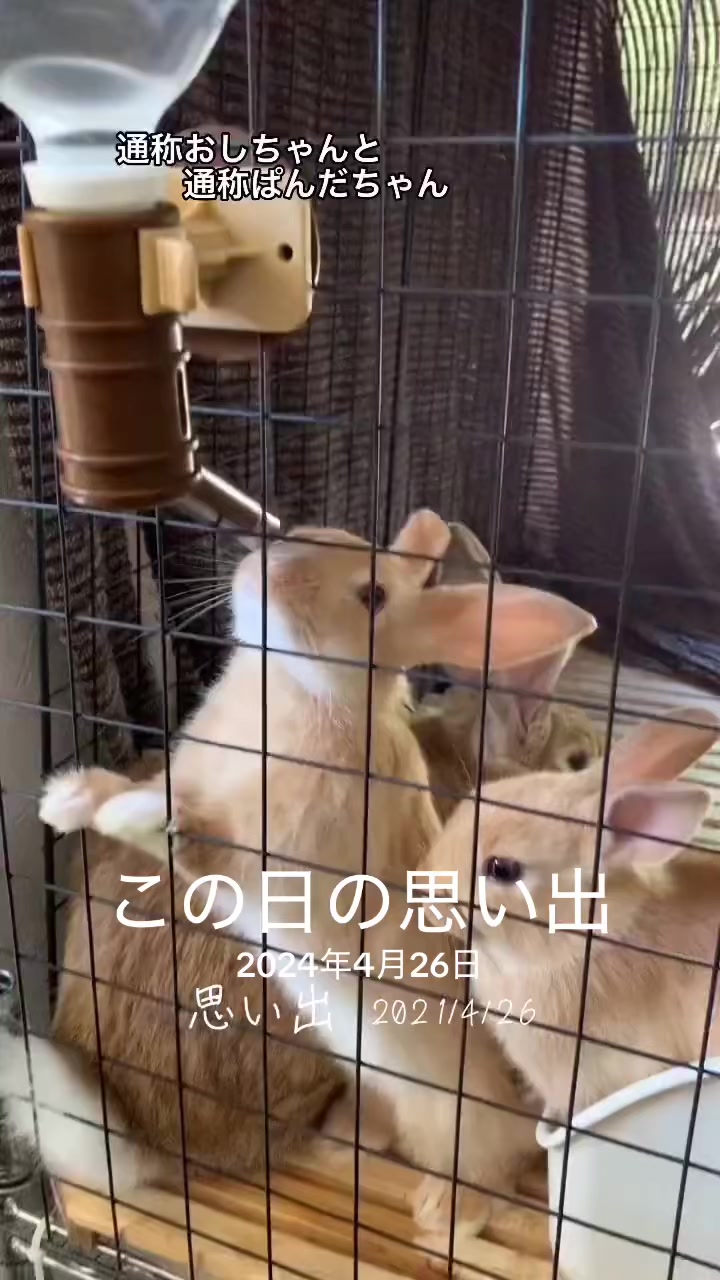 @和風wafu✨🐰🐰🐰🐰👿💕