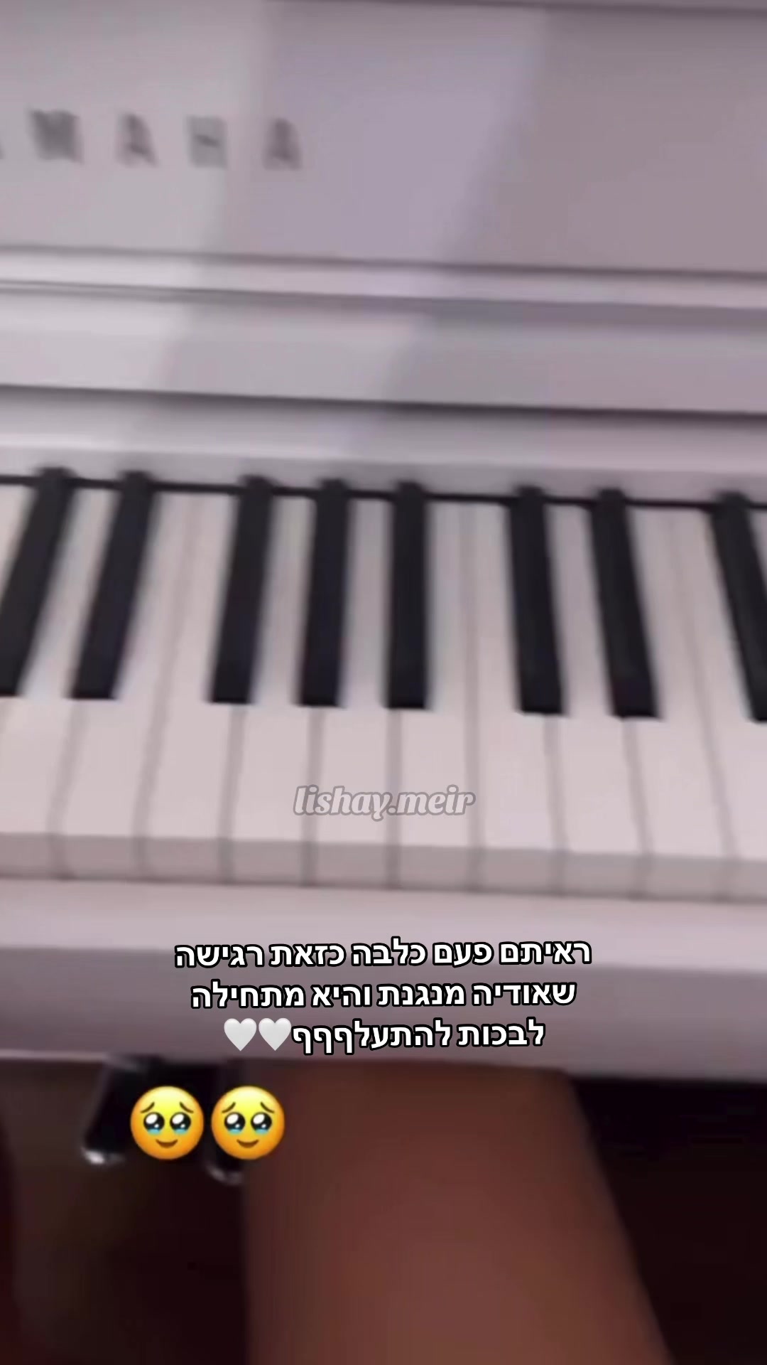 @Lishay Meir