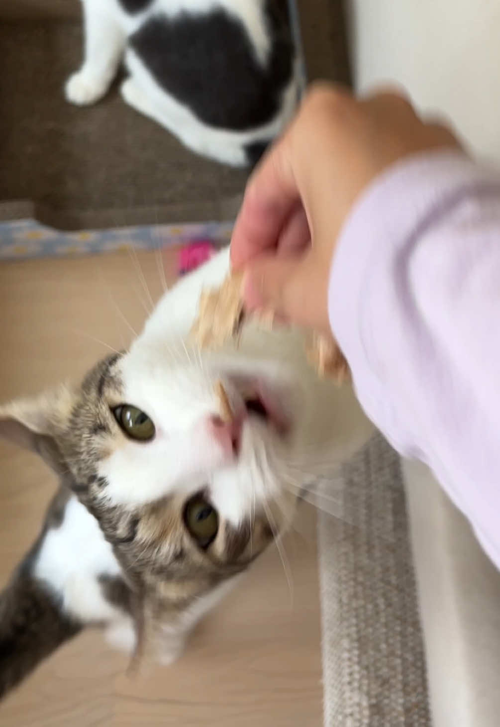 @Mimi Wawa Meow
