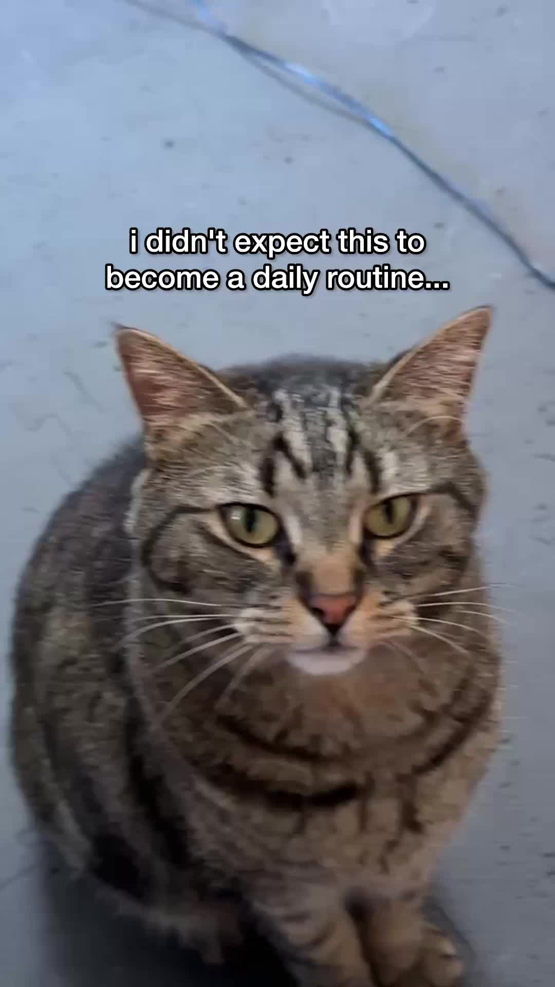 @Chip The Manx