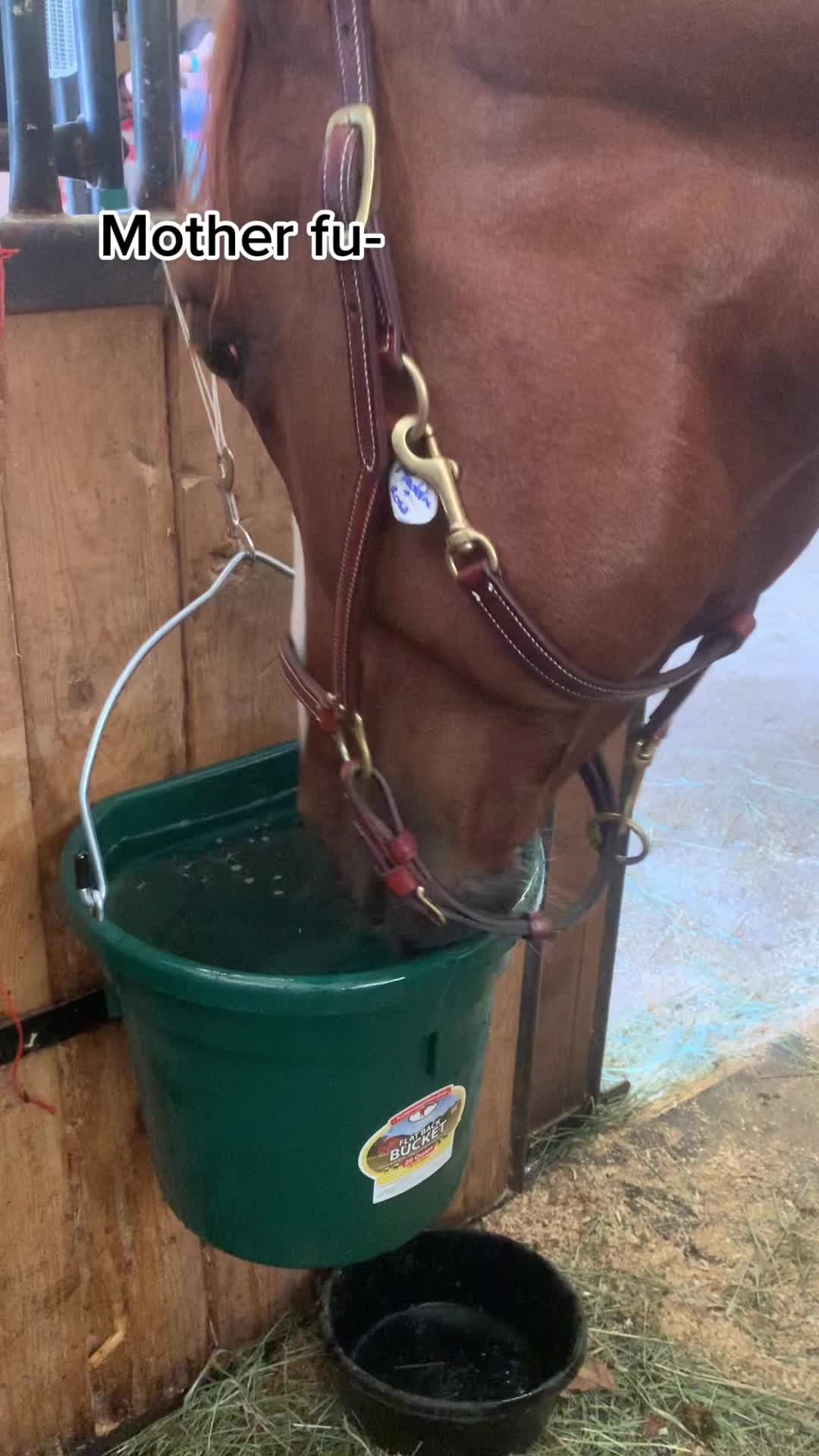 @Horses TikTok