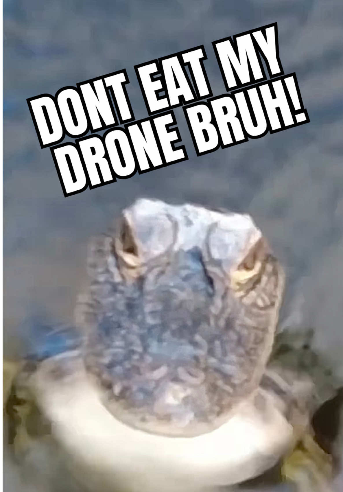 @Tommys_reptiles