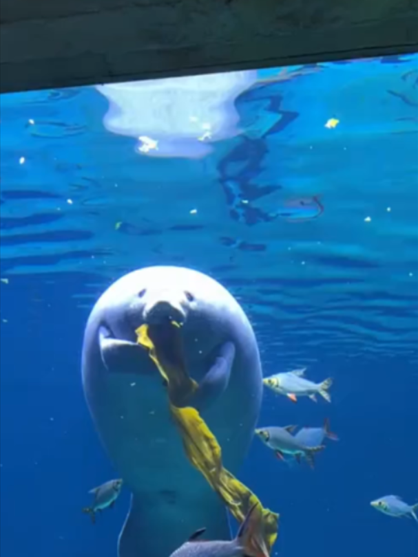 @Mundo dos Animais