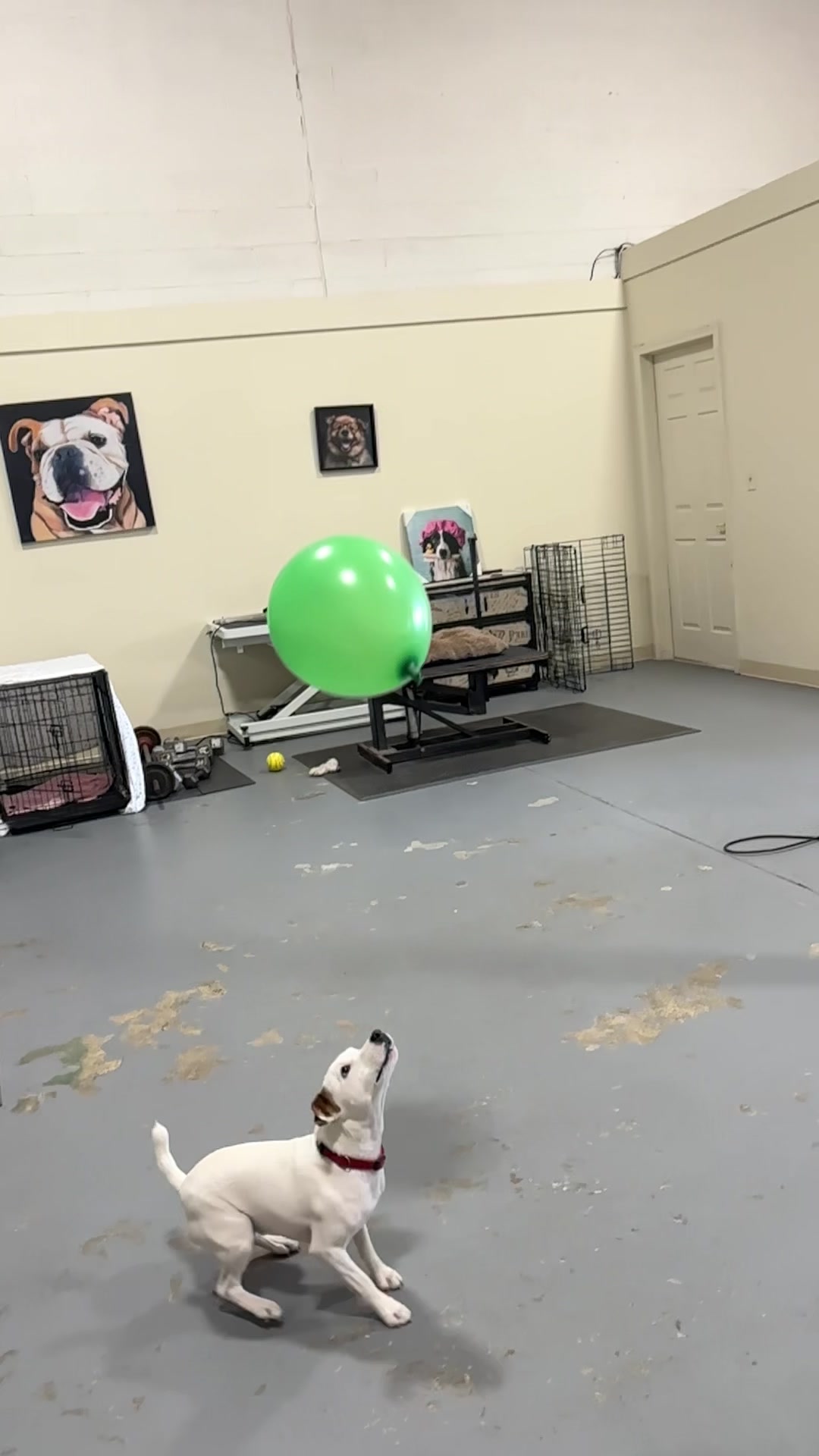 @K-9 Cleaner🐶