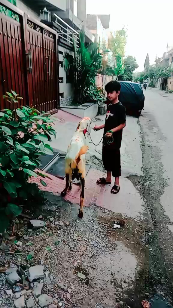 @Ali Akbar