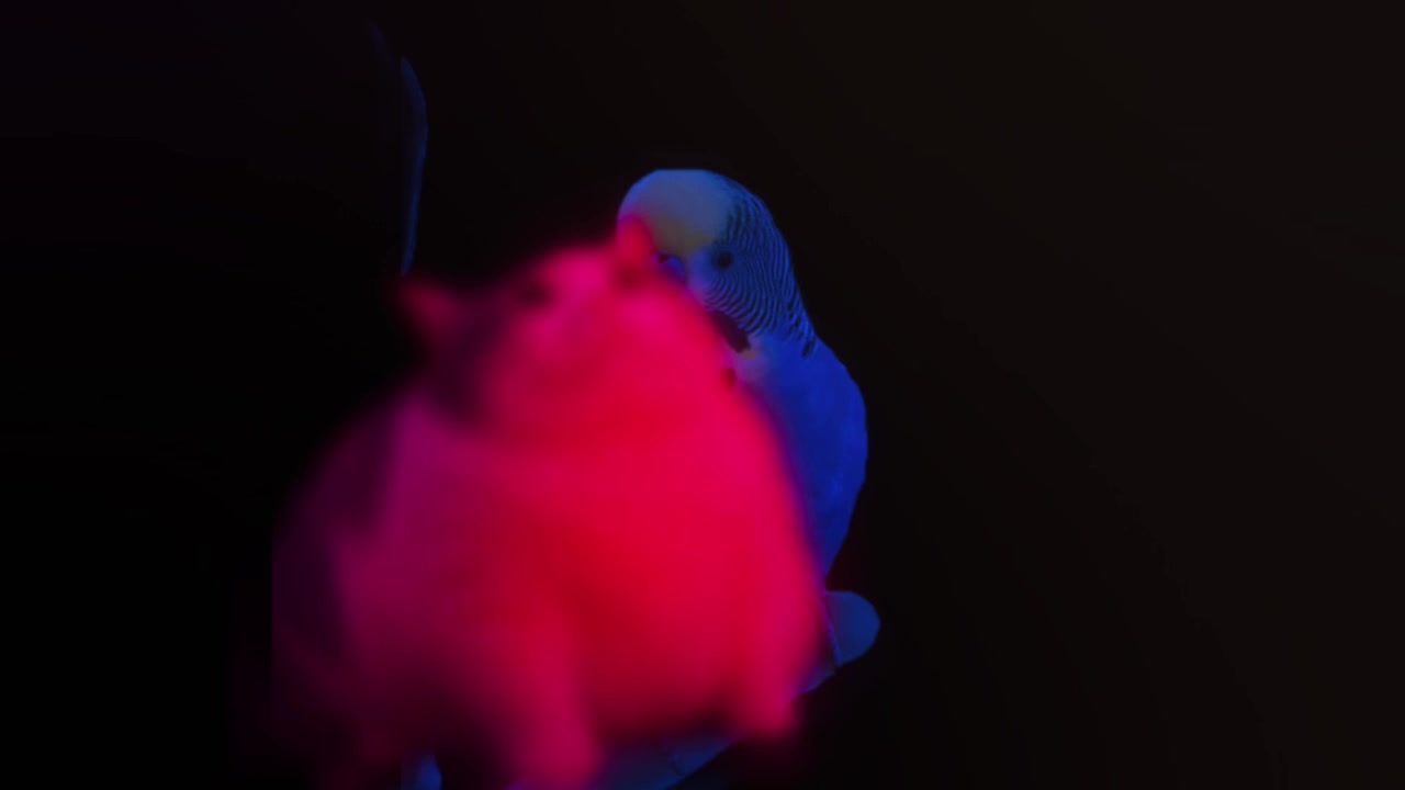@🍮|ⳝ𐔤᥈ᥲⲃⲕᥲ|🌀