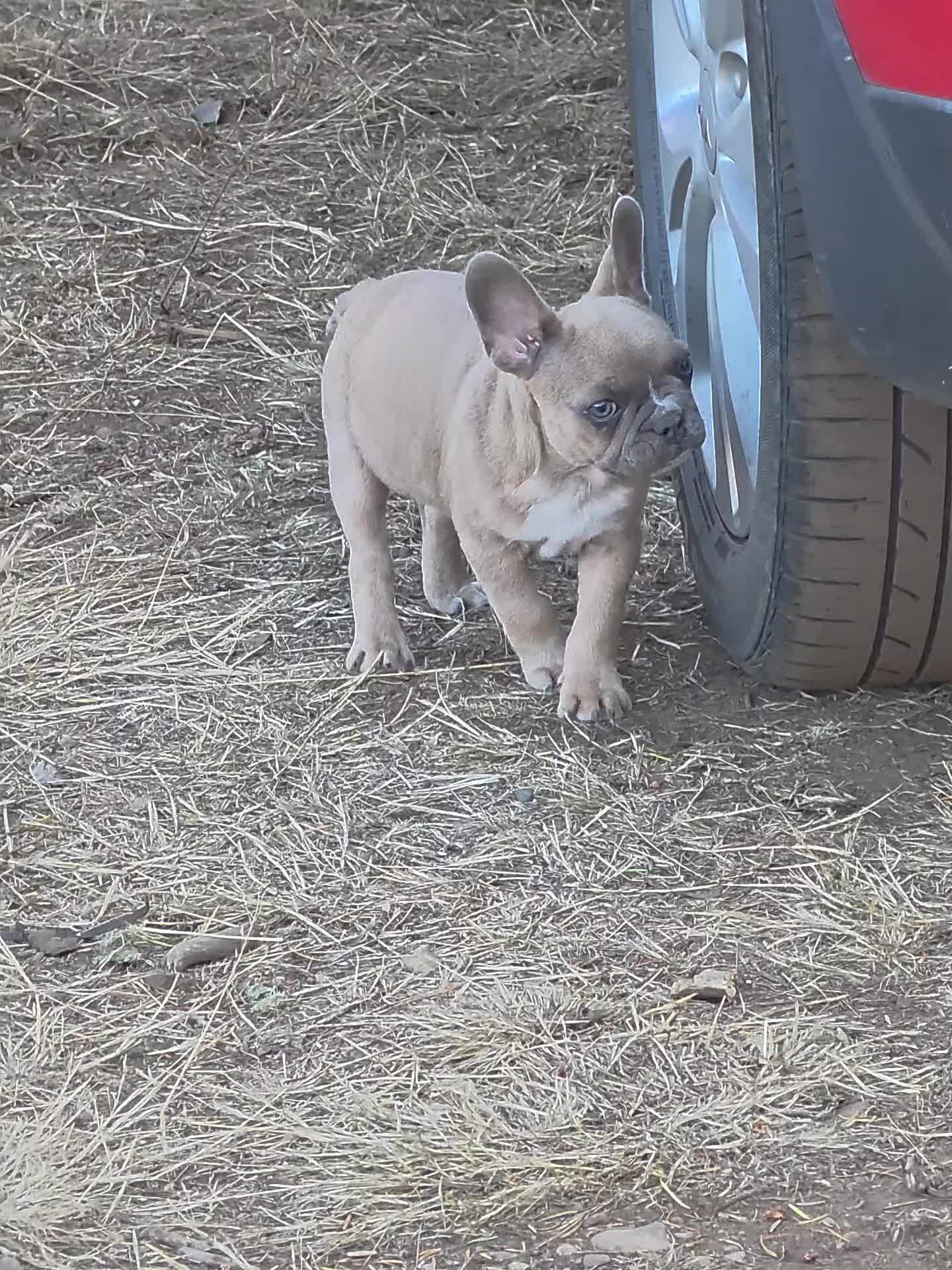 @bkrfrenchies
