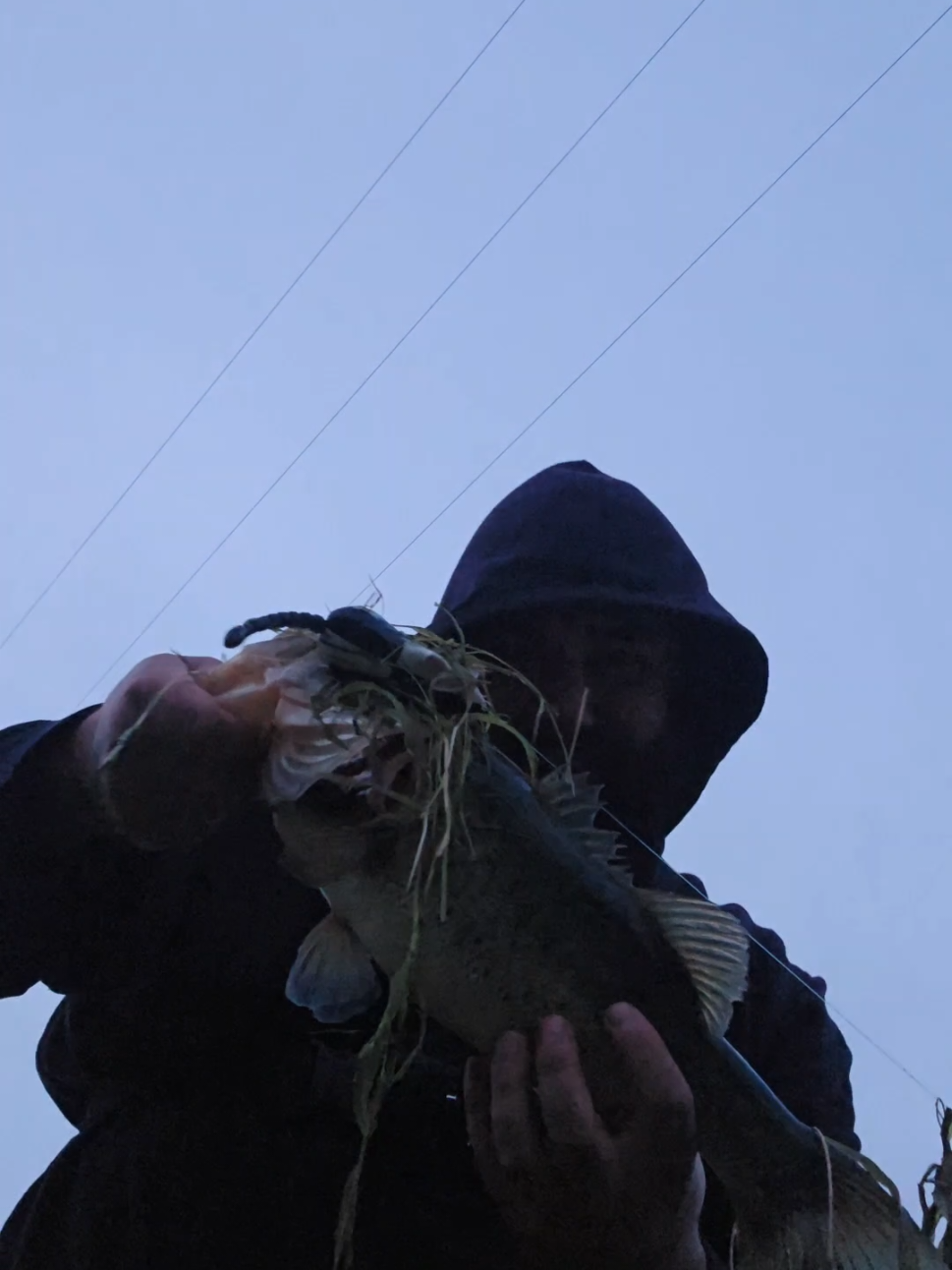 @SacPig Bait Co.