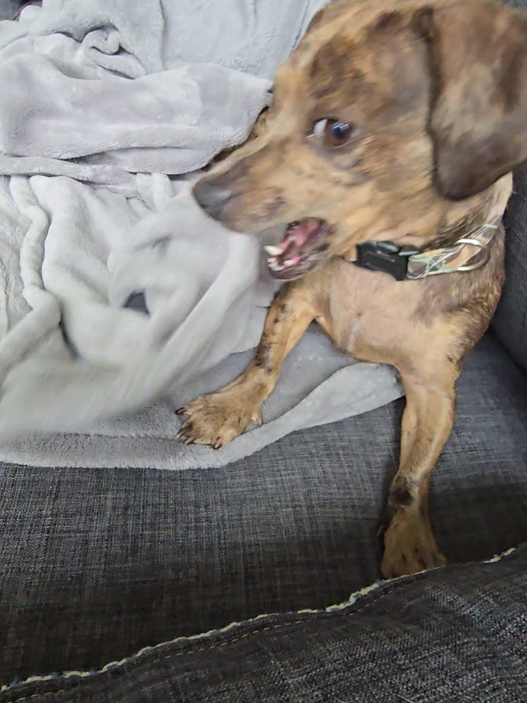@Dogs of Haunted Hill