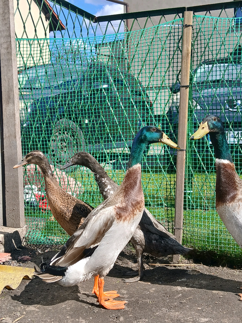 @Kaczogr&oacute;d u Milki🦆🦆🦆🦆