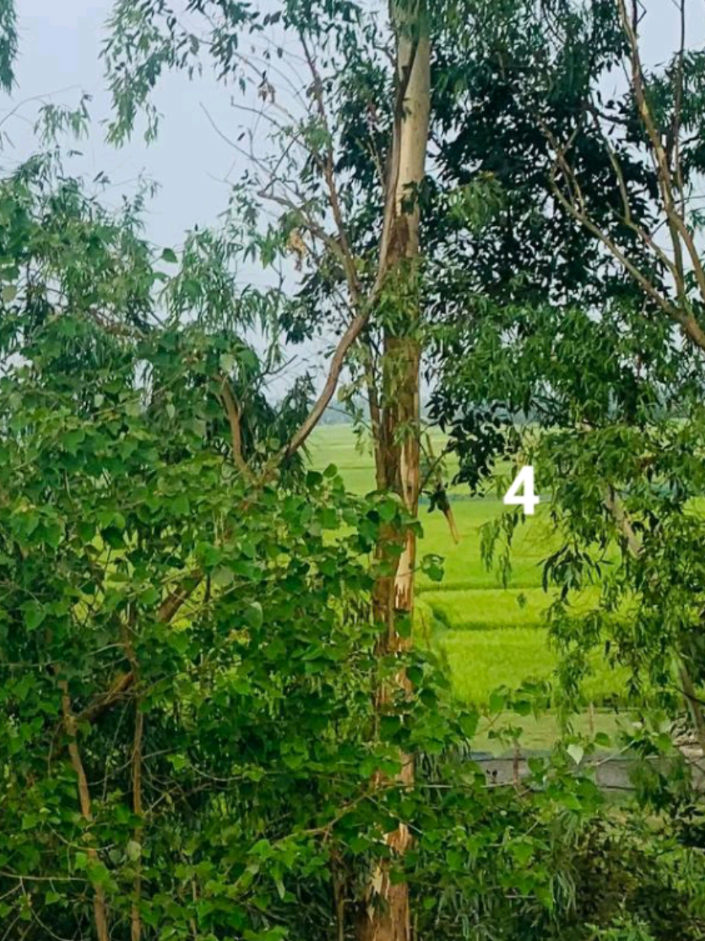 @🇧🇩الابن الأصغر للعائلة✈️🇸🇦