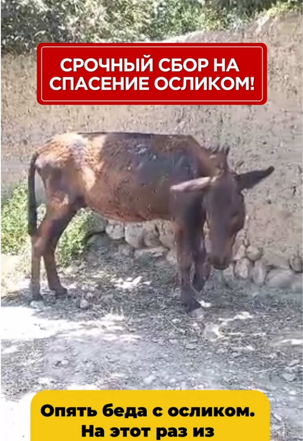 @Приют Ковчег Кыргызстан