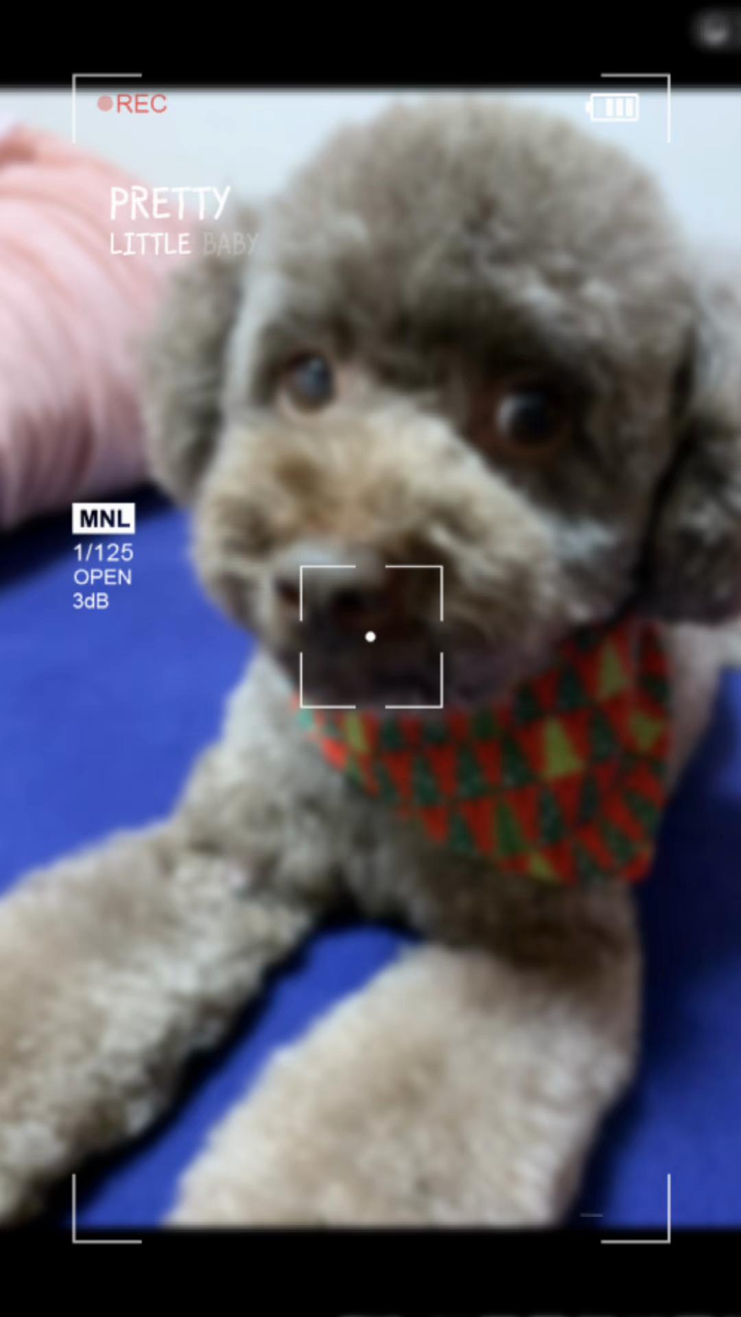@要子💕ayu🐶