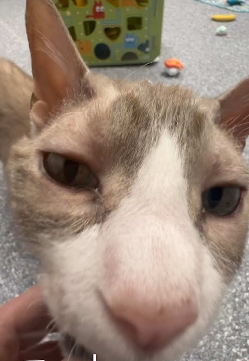 @The Fur Seasons Feline Rescue