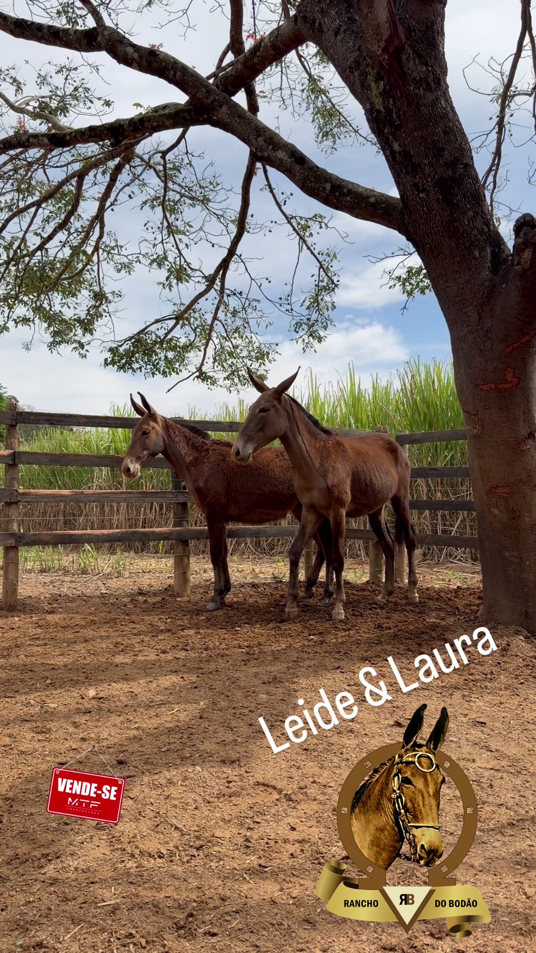 @Rancho do Bodão