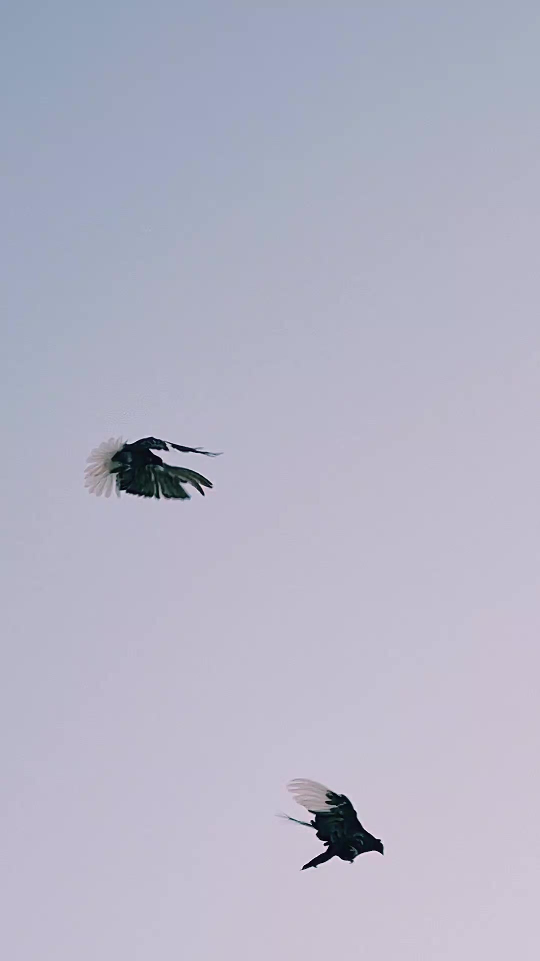 @Pigeons Tv