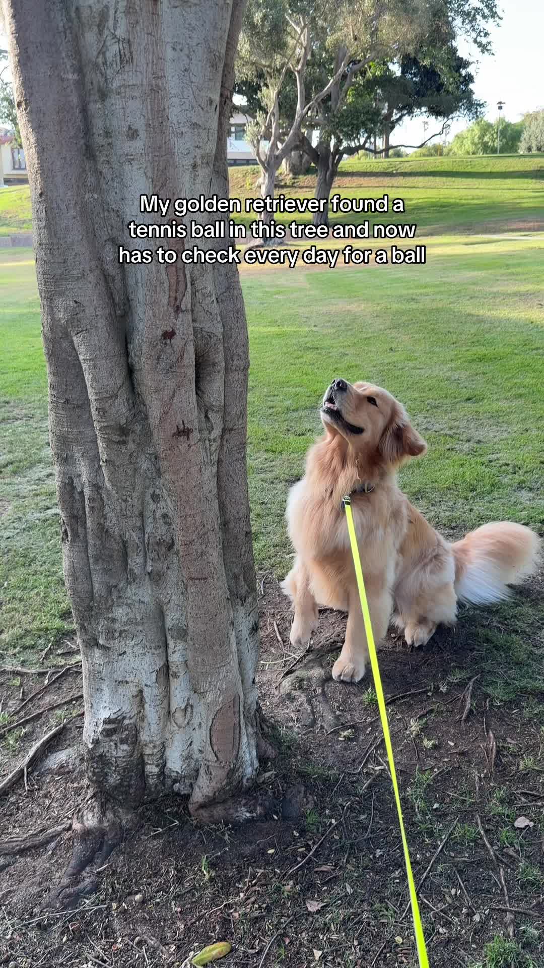 @Zebby The Golden Retriever
