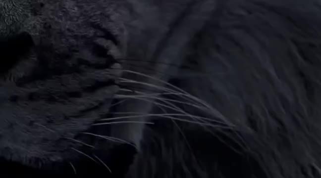 @Tik Tok