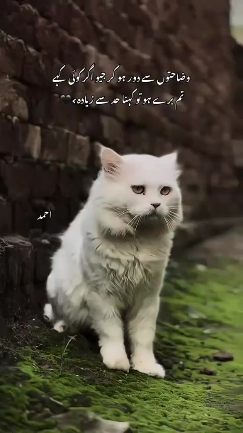 @Qwert