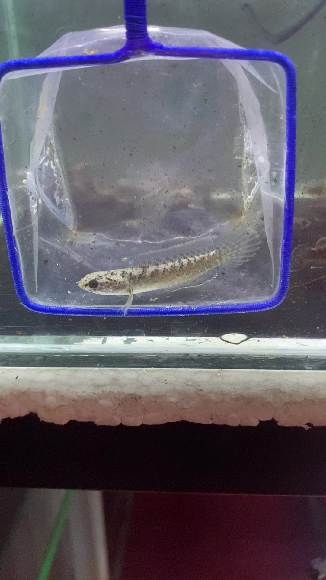 @RAP_Fish