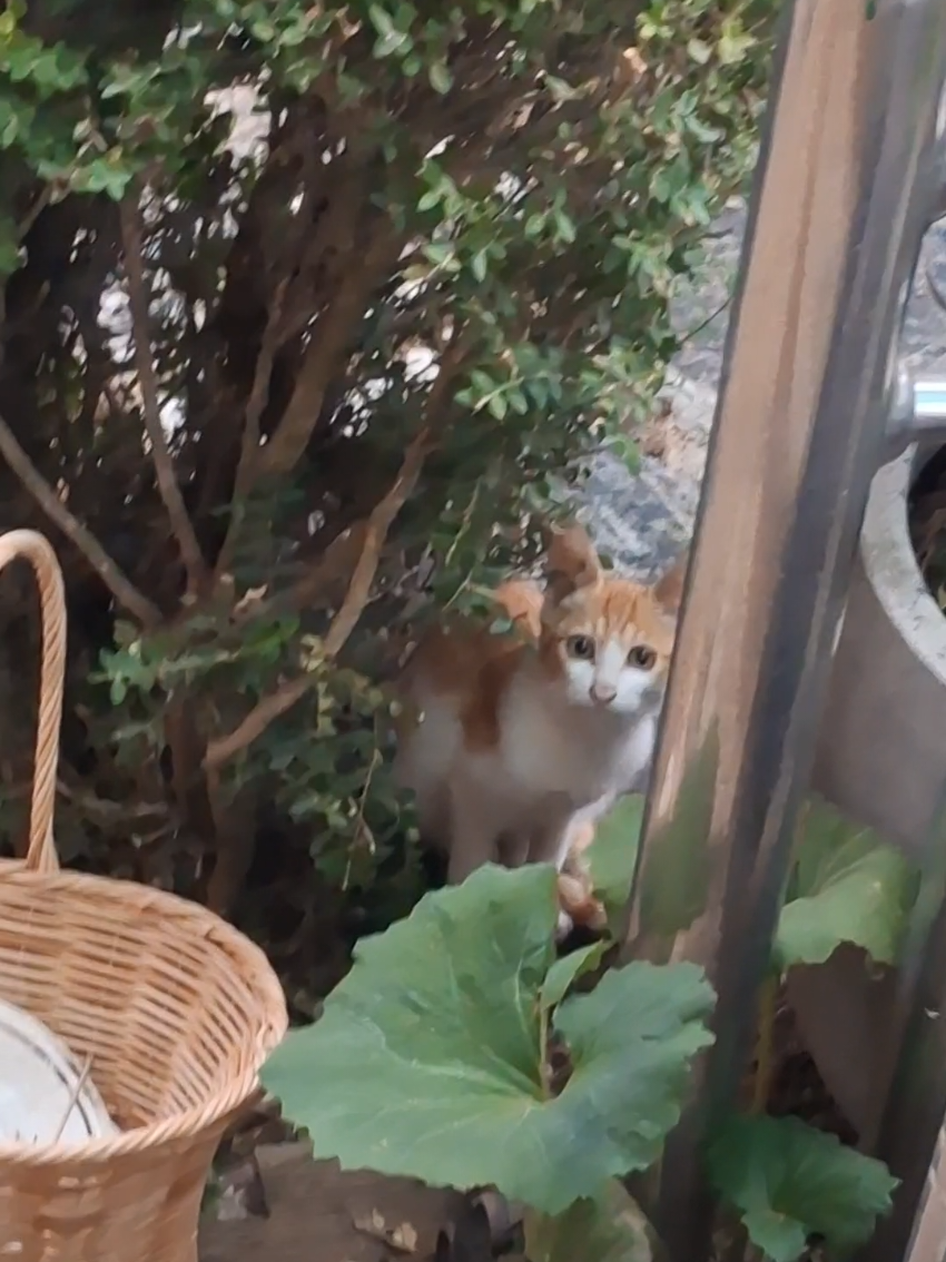 @Random Cat Stuff