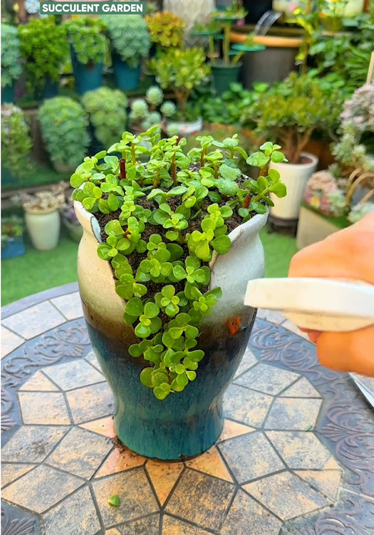 @Succulent Garden