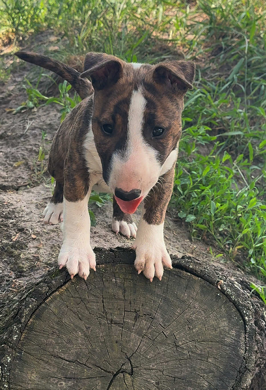 @Terra_Viva_minibullterrier