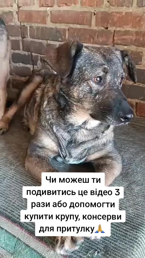 @tvarinkidobra