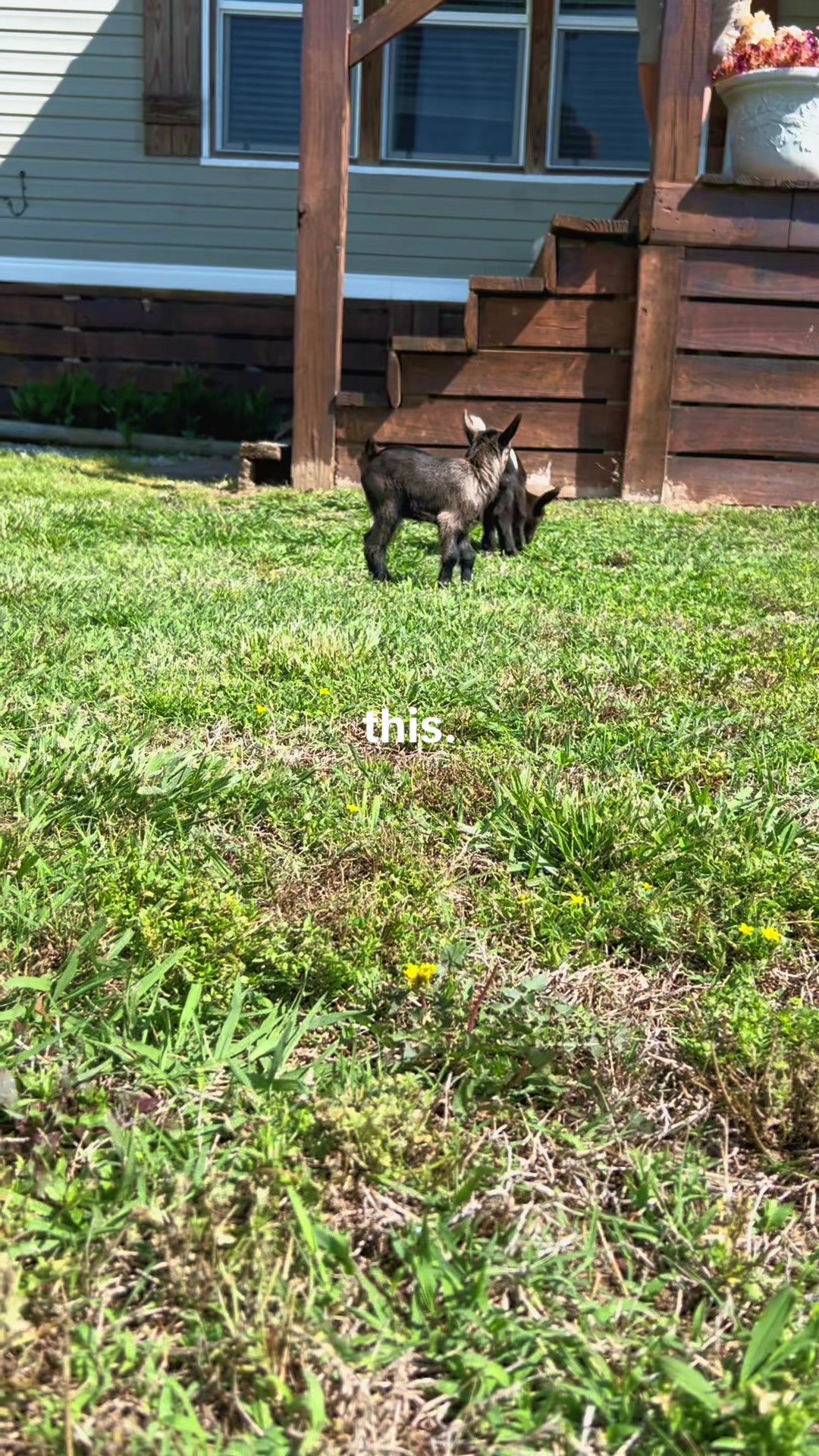 @fallsridgehomestead