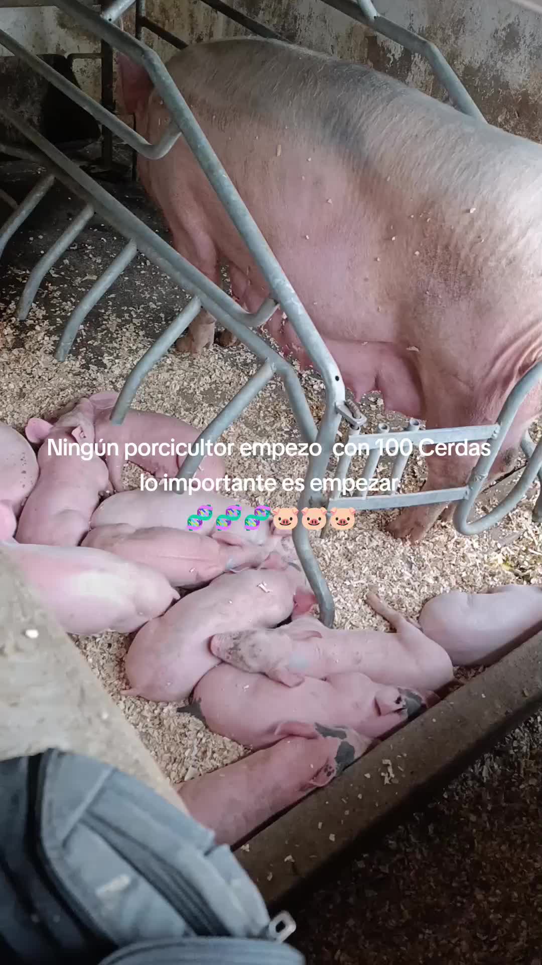@Granja Porcina Guz