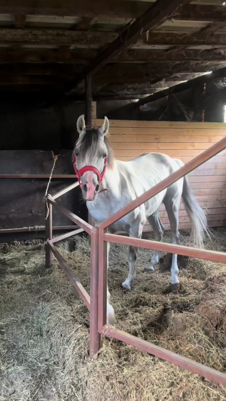 @MakvinStud