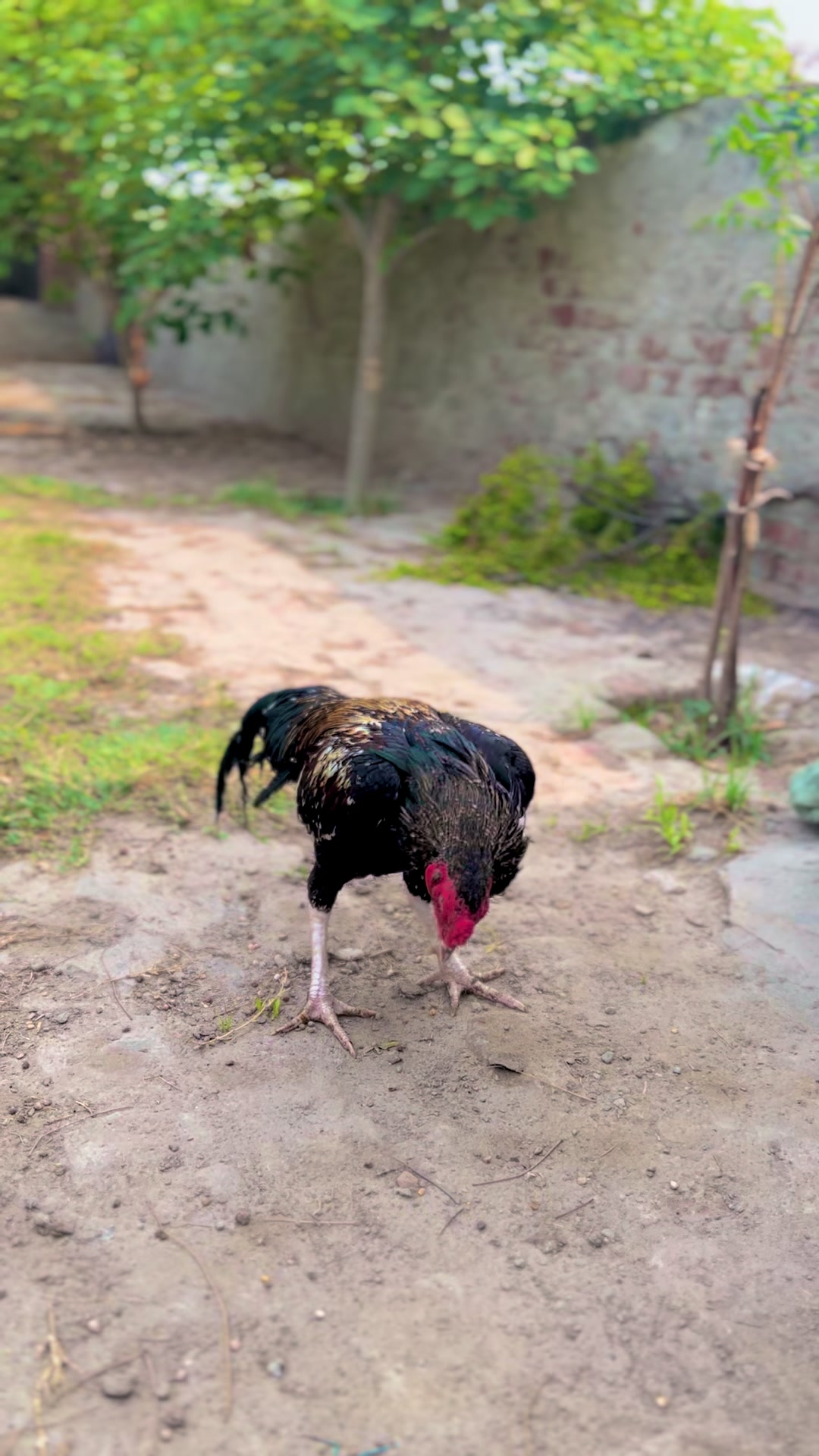 @Aseel 🐓