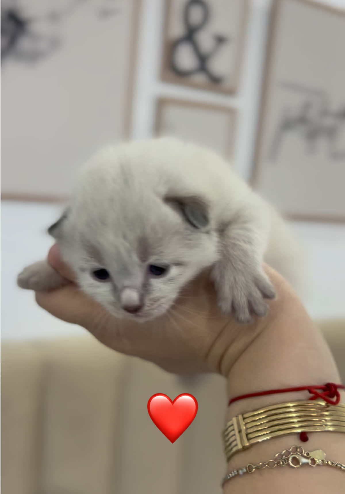 @𝐀𝐛𝐞𝐞𝐫 🕊️