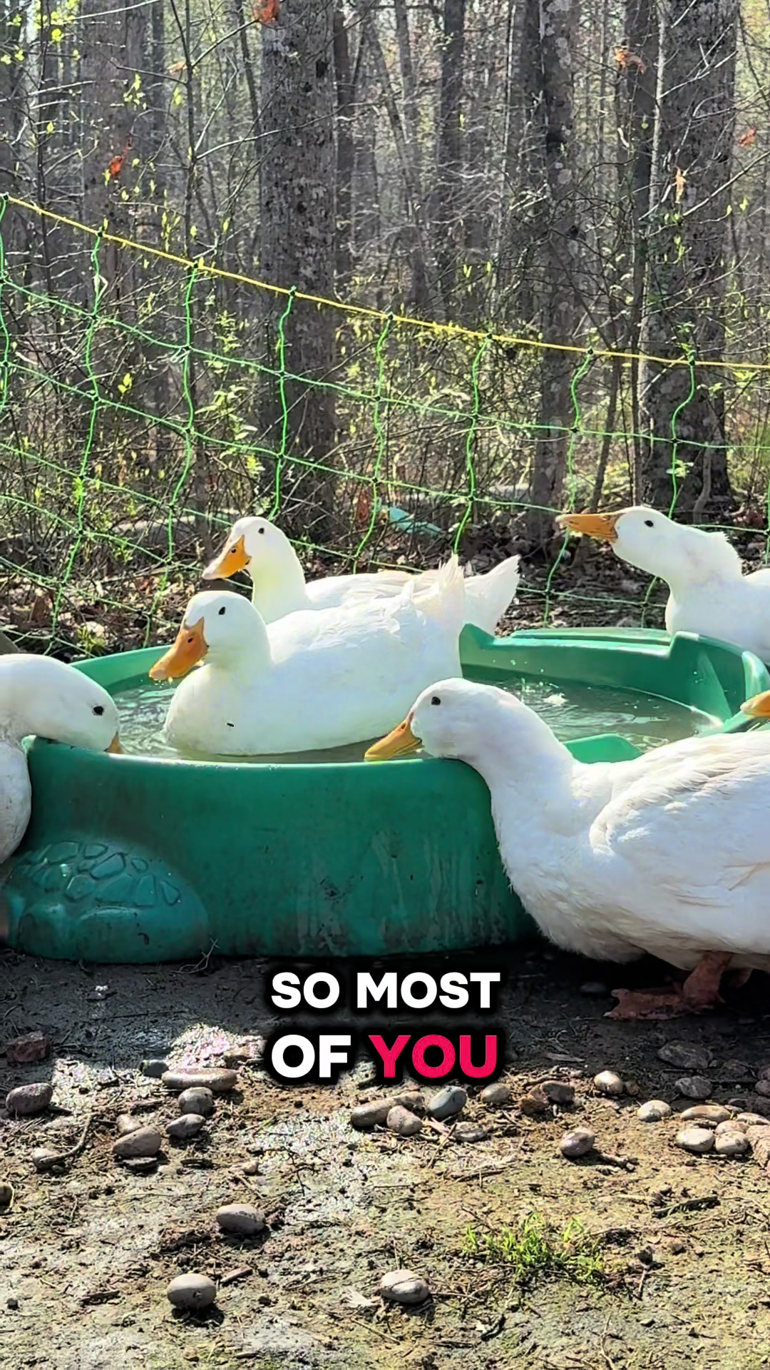 @✝️🌻🦆Mela’s Homestead🦆🌻🇵🇭