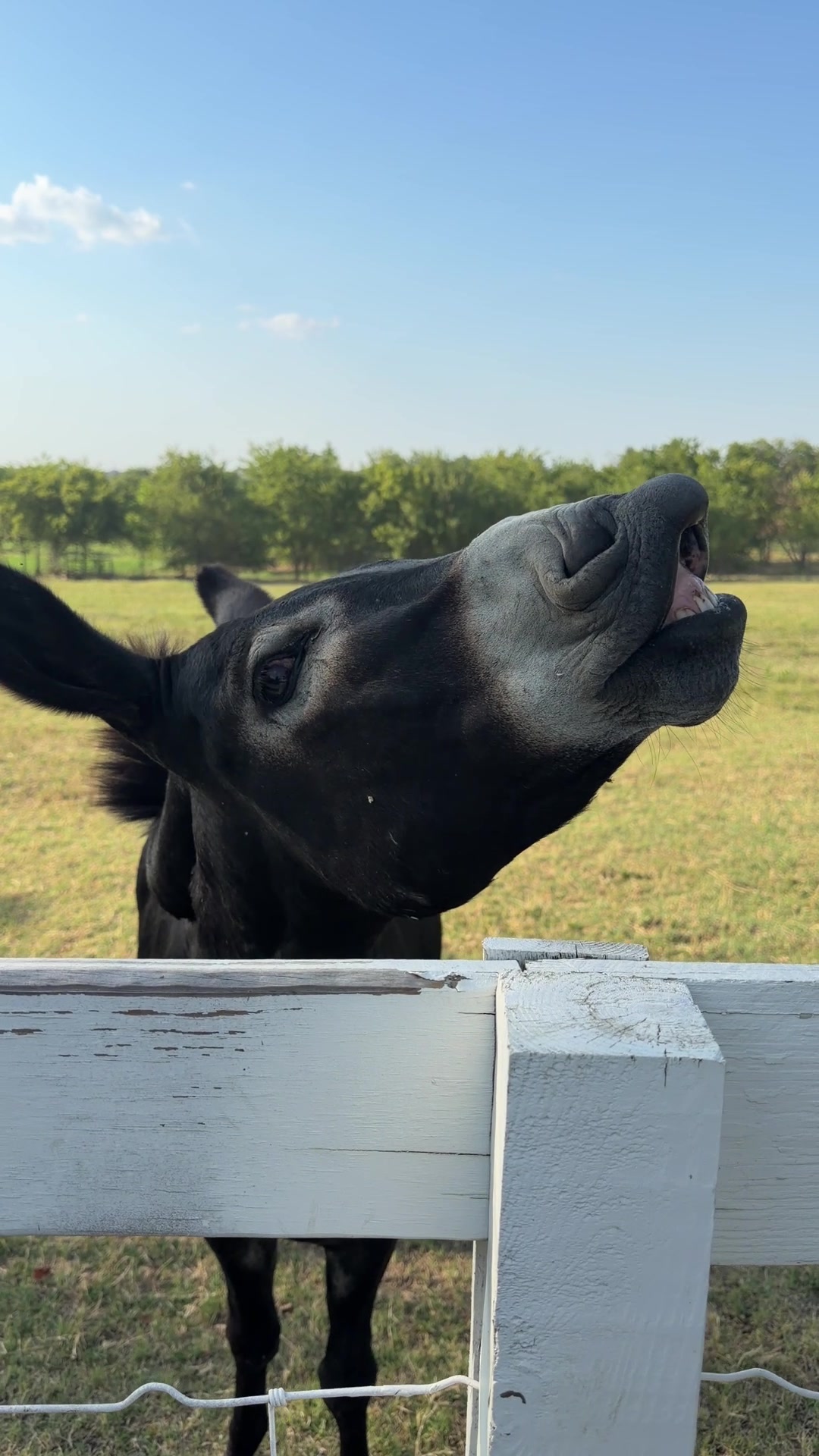 @DonkeyandHoundMama
