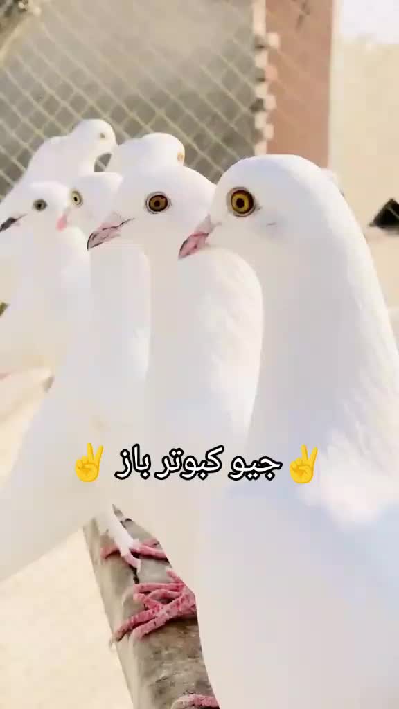 @Bhadur Mirjat