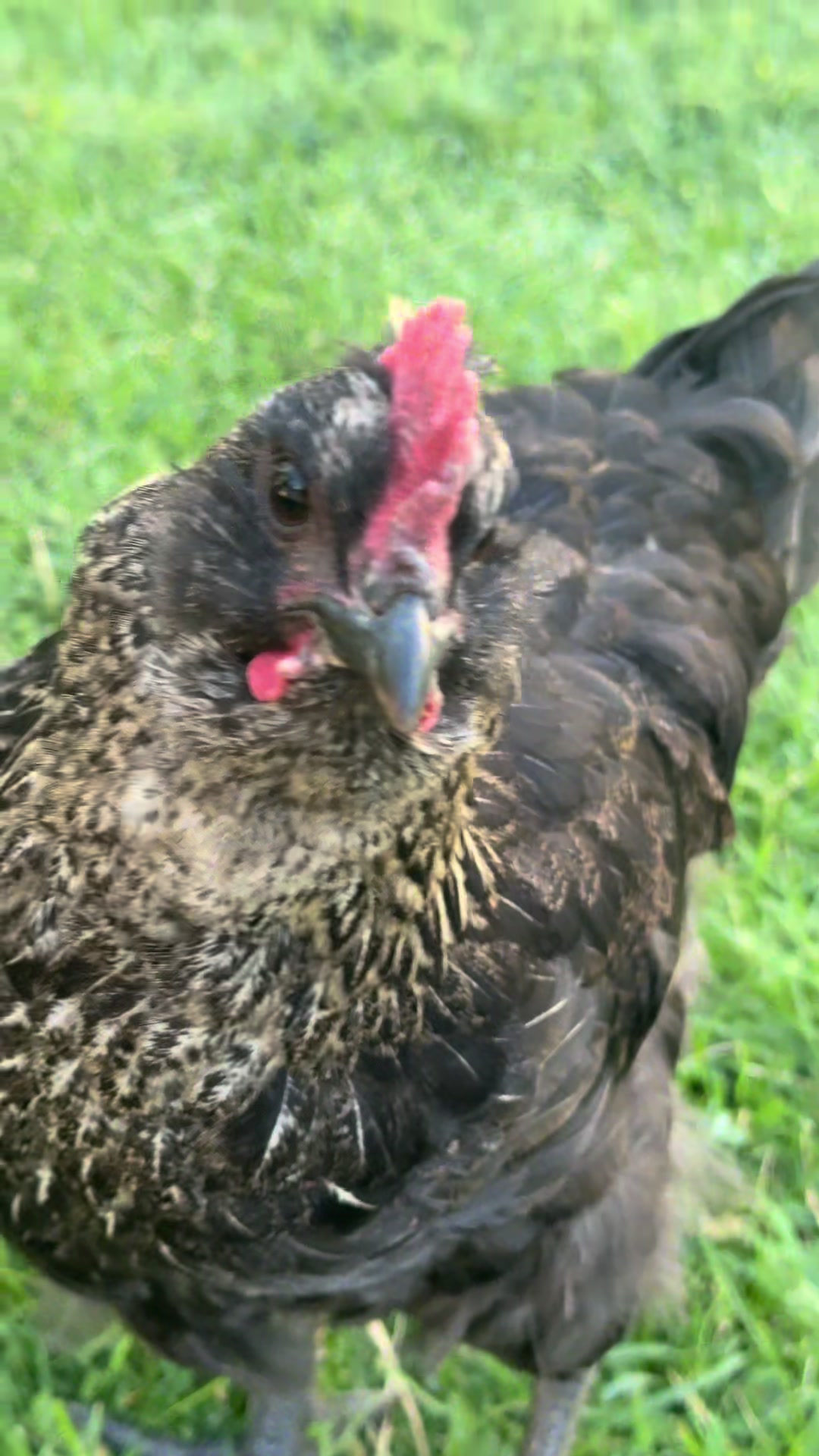 @HenStagram 📸🐔
