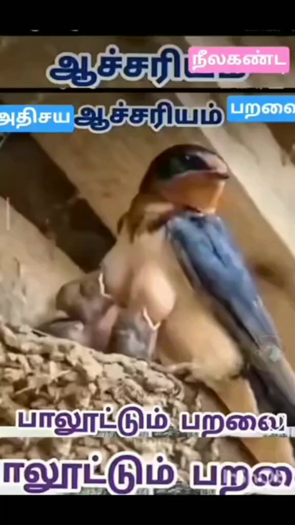 @ராஜேந்திரன் வெங்கரம்பூர்