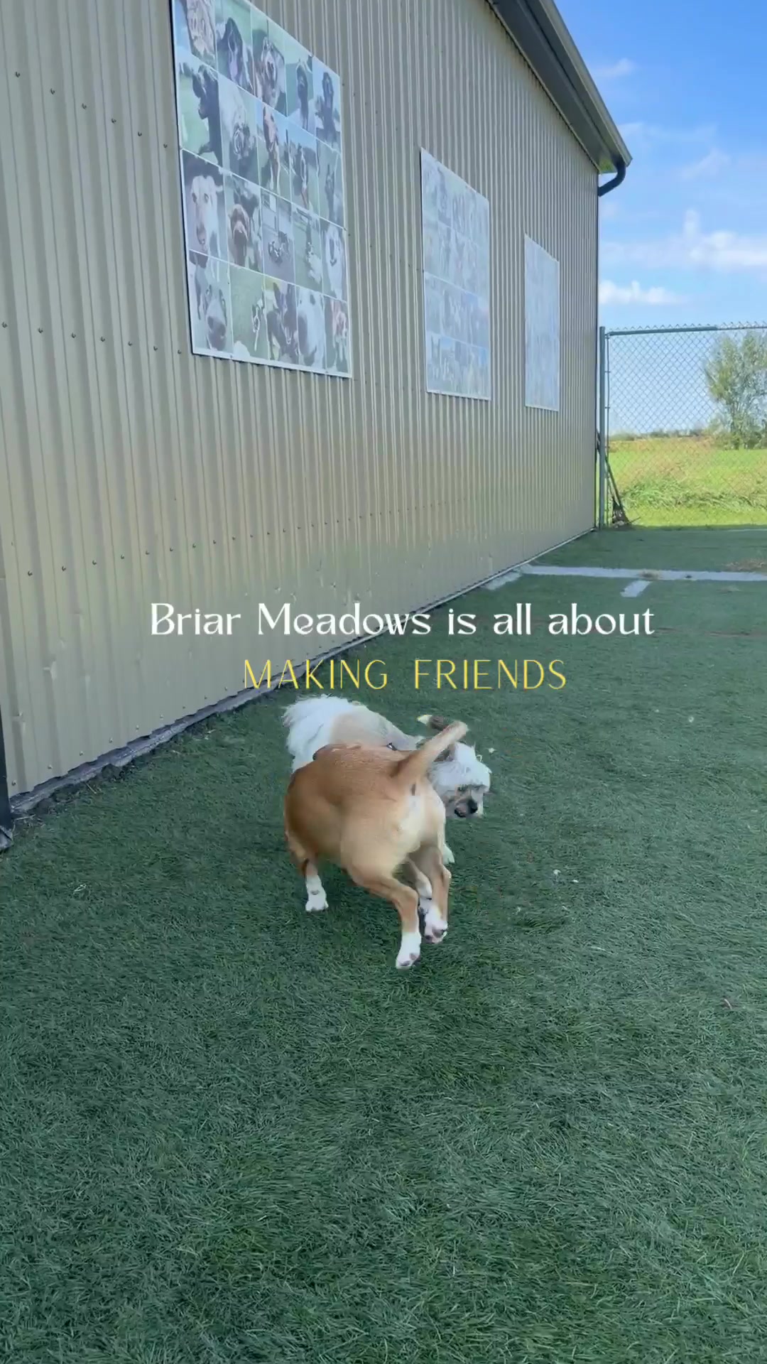 @briar.meadows