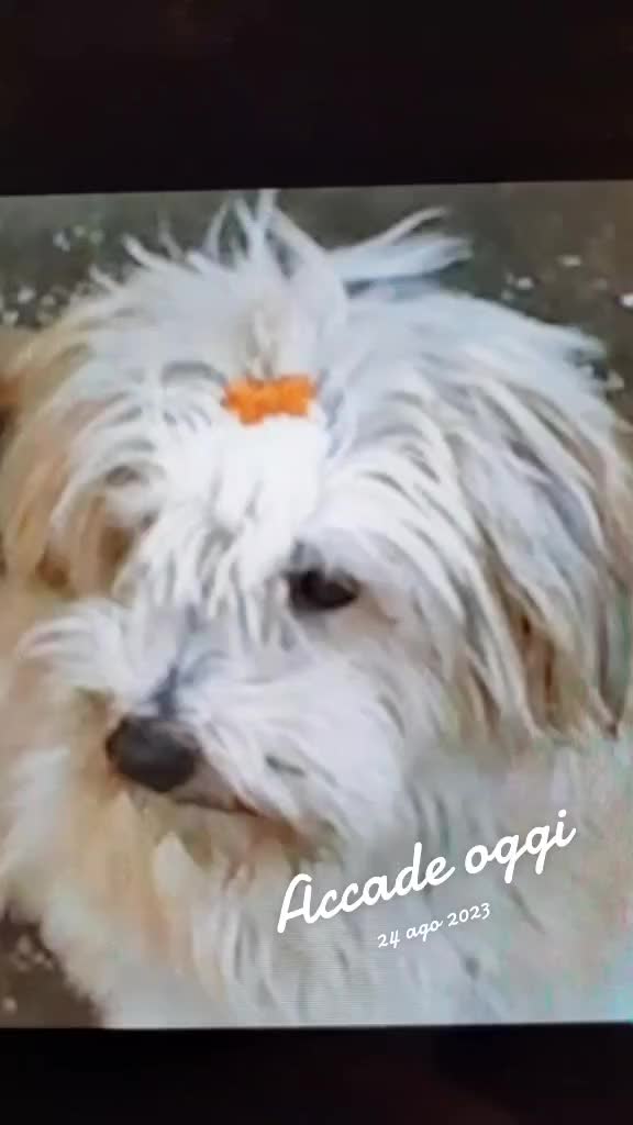 @@antonellagasparini25